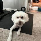 Lost Dog in El Paso, Texas — HelpFindLostDogEnchantedHills