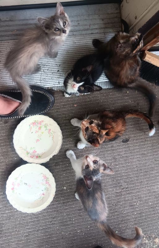 Lost Cat in Oroville — listing photo