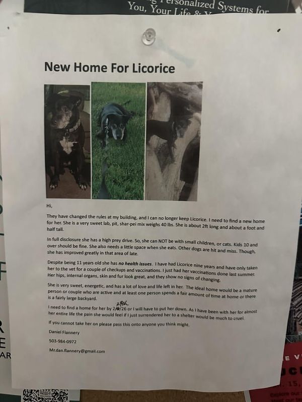 Lost Dog in Portland, Oregon — Urgent: Dog Needs a New Home to Avoid Being Put Down