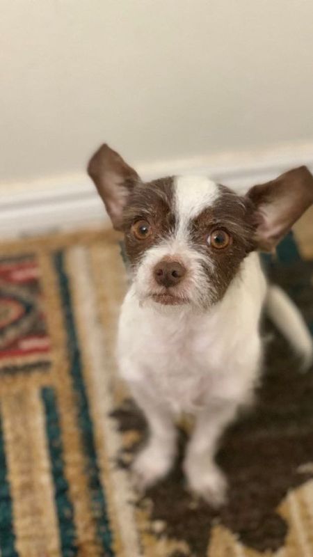 Lost Dog in Woodbine Dr — listing photo