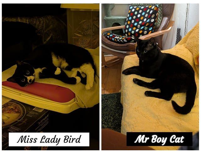 Lost Dog in Portland, Oregon — Homes needed for homeless cats!!