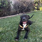 Found Dog in San Diego, California — Dog found on Mission Center Rd