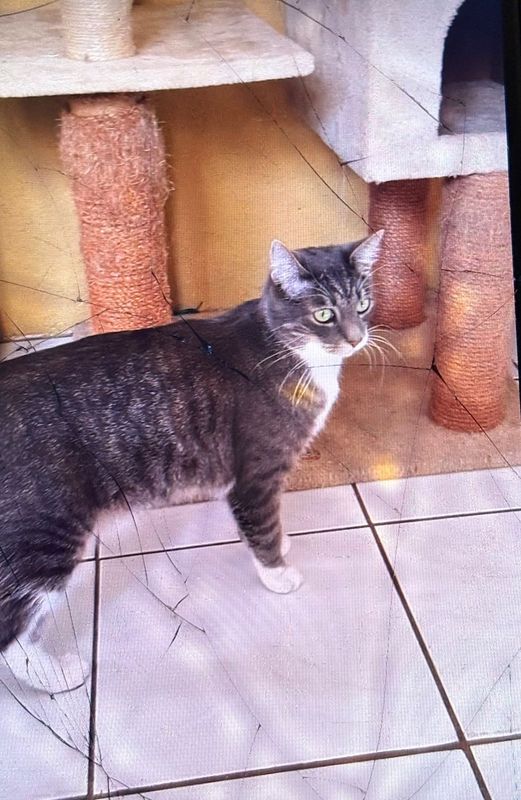 Lost Cat in South Gate, California — listing photo