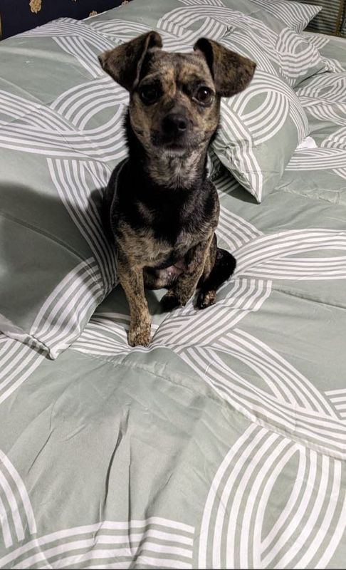 Lost Dog in Gastonia, North Carolina — listing photo