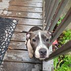 Lost Dog in Milwaukee, Wisconsin — listing photo