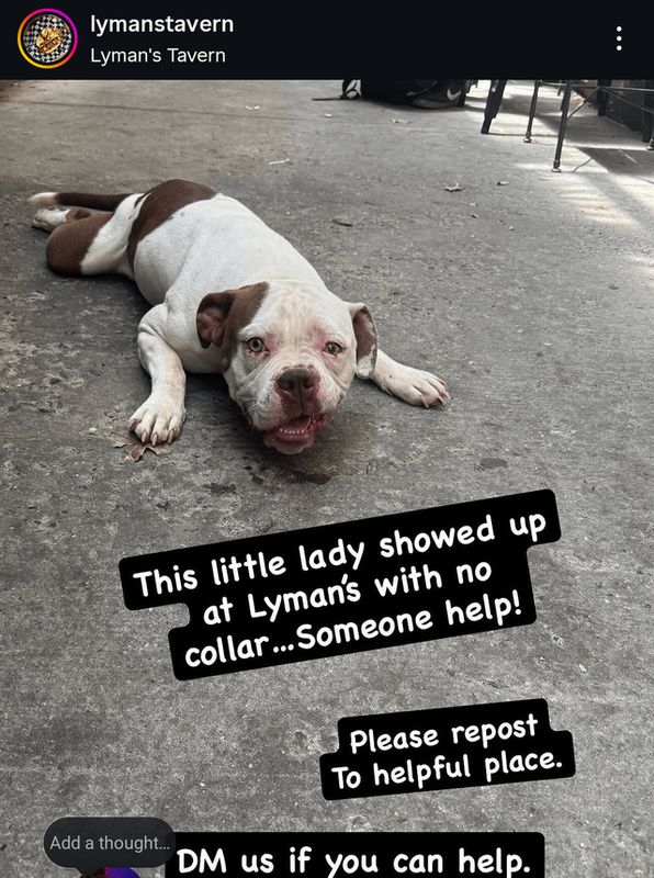 Found Dog in Washington, District of Columbia — Dog found