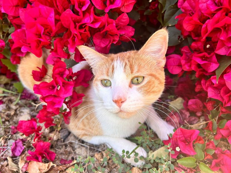 Lost Cat in Tempe, Arizona — listing photo