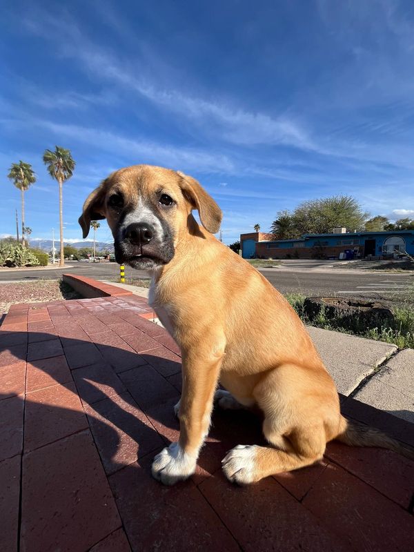 Lost Dog in Tucson, Arizona — listing photo