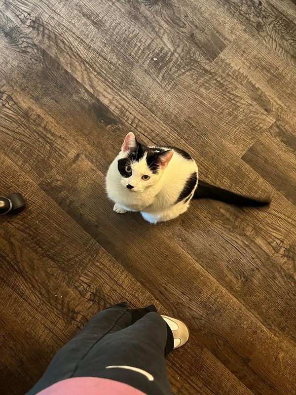 Lost Cat in Atlanta, Georgia — listing photo
