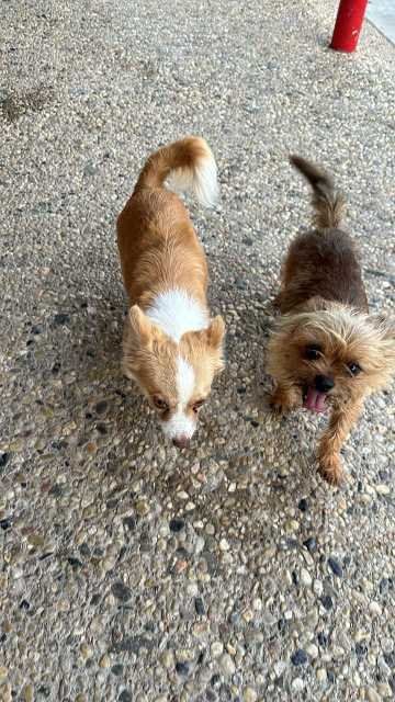 Found Dog in Roscoe — listing photo