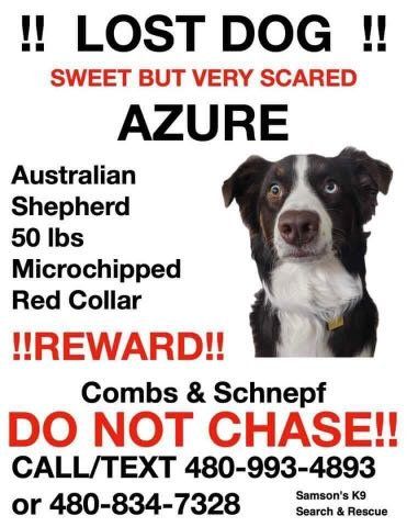 Lost Dog in San Tan Valley — listing photo