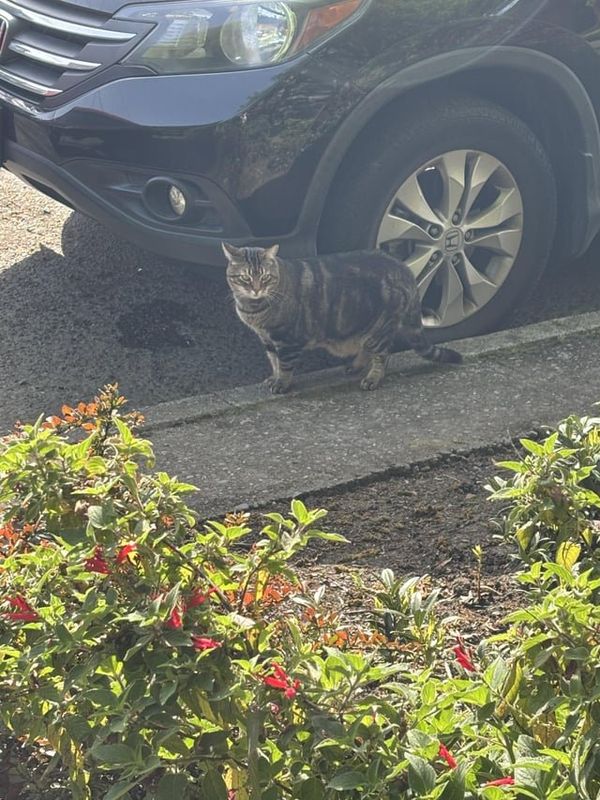 Lost Cat in K — To the person who put up lost cat fliers in Eastlake