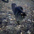 Lost Cat in Austin, Texas — **UPDATE ON MISSING CAT (PIMIENTA) - POSSIBLE SIGHTING NEAR GREAT HILLS AREA**