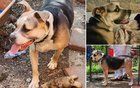 Found Dog in Memphis, Tennessee — In need of dog foster or rescue....