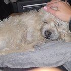 Found Dog in Tucson, Arizona — listing photo