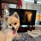Lost Dog in Spokane, Washington — Another lost dog post... Audobon/Finch Elementary area