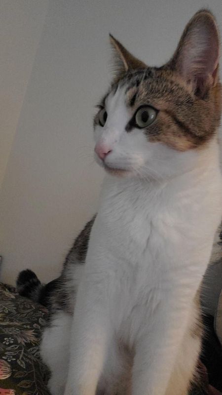 Lost Cat in Bellingham, Washington — listing photo
