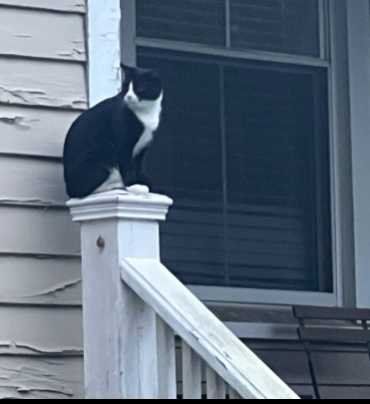 Lost Cat in Columbia, South Carolina — listing photo