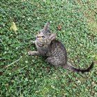 Lost Cat in Baltimore, Maryland — listing photo
