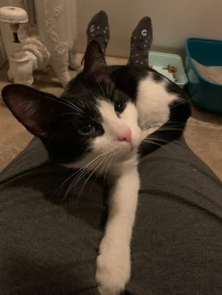Found Cat in Chicago, Illinois — (URGENT) Found cat near N Damen and Berteau