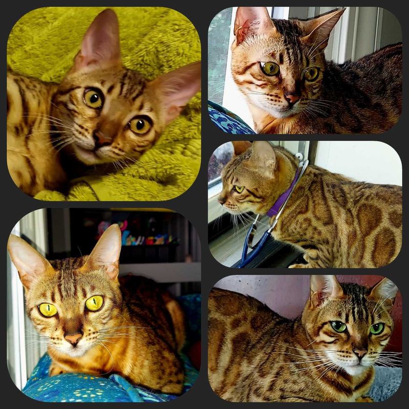 Lost Cat in Inman — listing photo