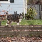 Lost Dog in Portland, Oregon — Sighted-Potentially Lost Dog