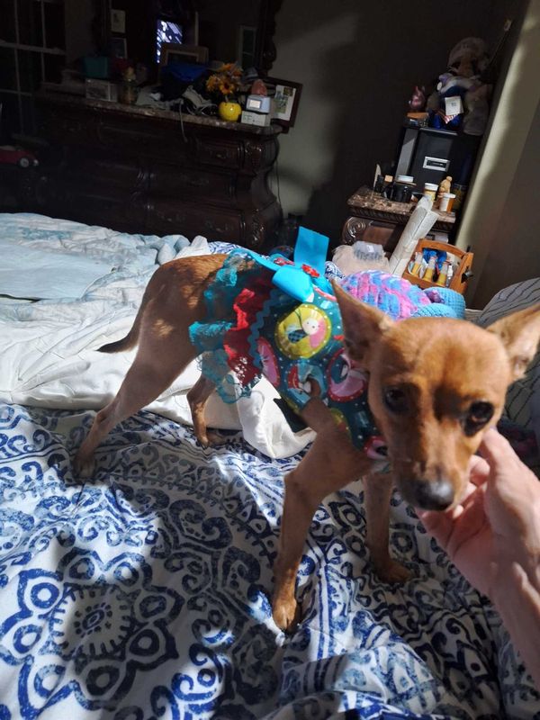 Found Dog in El Paso, Texas — listing photo