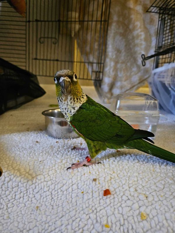 Lost Pet in Tempe, Arizona — listing photo