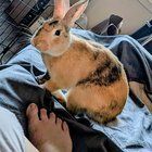 Lost Cat in San Diego, California — Tame feral street cat in need of vet