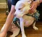 Lost Dog in Philadelphia, Pennsylvania — listing photo