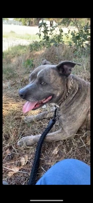 Lost Dog in Oakland, California — listing photo