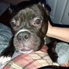 Lost Dog in K — HELP! MY DOG IS LOST