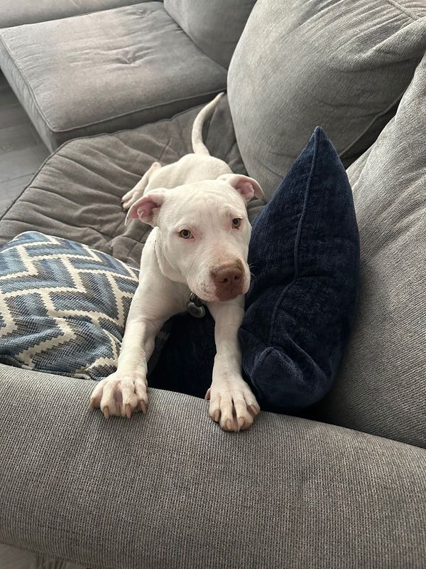 Lost Dog in Phoenix, Arizona — listing photo