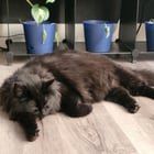 Lost Dog in Spokane, Washington — I need to find a home for my cat. PLEASE help.