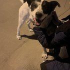 Lost Dog in El Paso, Texas — listing photo