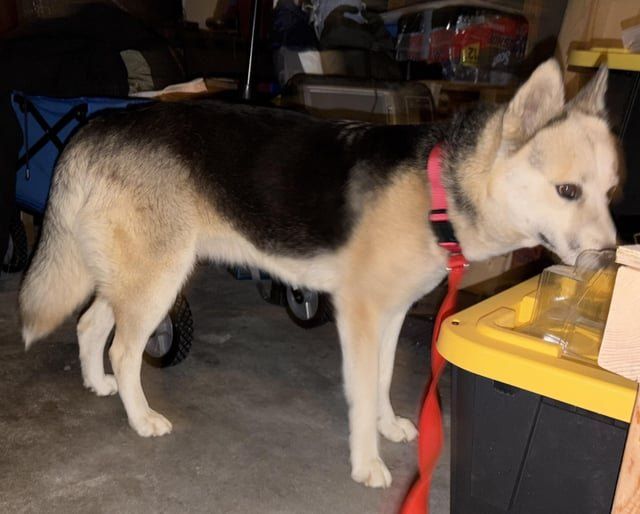 Found Dog in Winston-Salem, North Carolina — listing photo