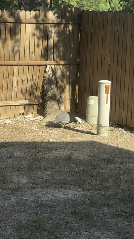 Lost Pet in K — Turkey