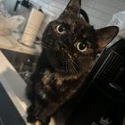 Lost Cat in Washington, District of Columbia — listing photo