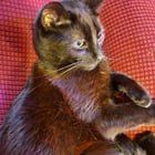 Lost Cat in Spring — ATTENTION ATTENTION LOST CAT ALERT ⚠️