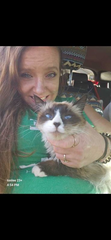 Lost Cat in Casa Grande, Arizona — listing photo