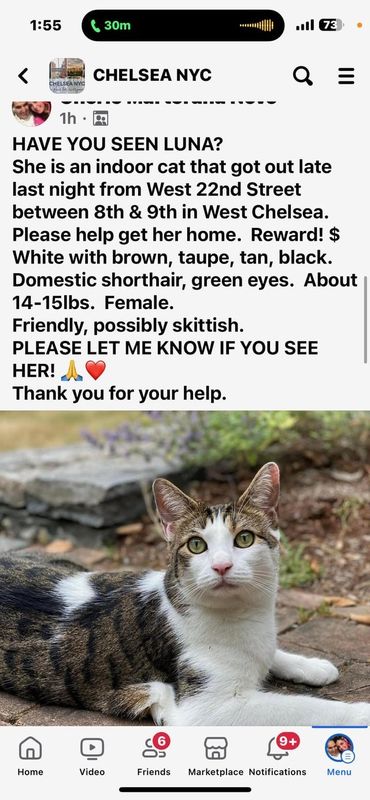Lost Cat in Chelsea, Massachusetts — listing photo