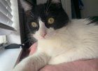 Lost Cat in El Paso, Texas — listing photo
