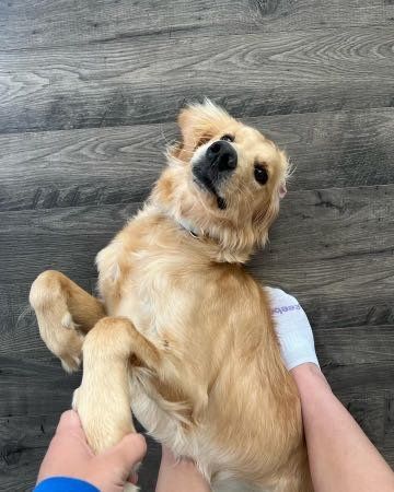 Lost Dog in NC 28634 — listing photo
