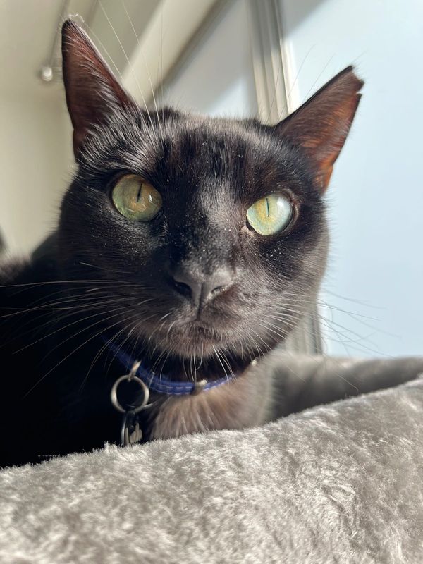 Lost Cat in Redwood City, California — listing photo