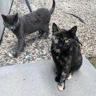 Found Dog in Los Angeles, California — Adopt Shumai & Samosa!