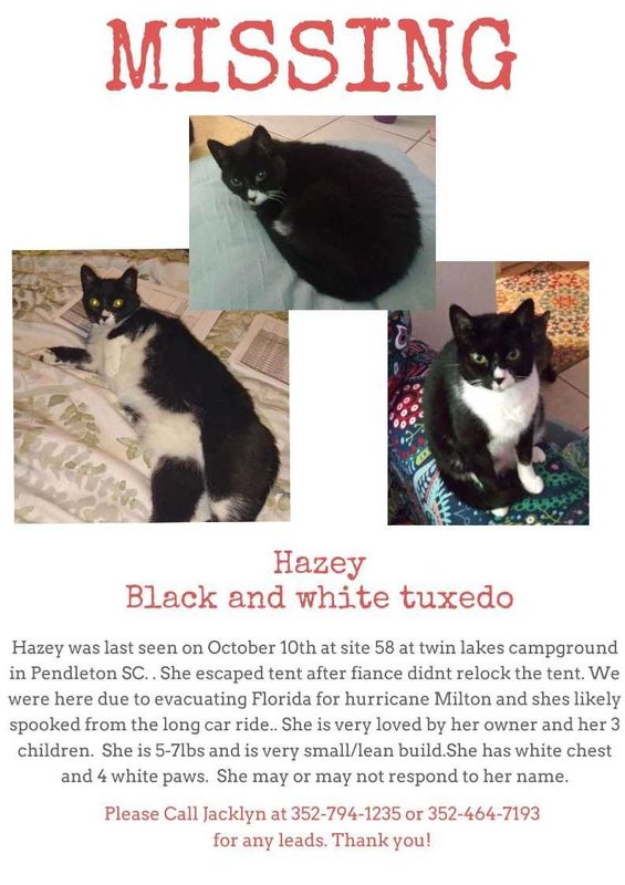 Lost Cat in Pendleton — listing photo