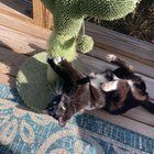 Lost Cat in Charlotte, North Carolina — listing photo