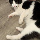 Found Cat in San Jose, California — Tuxie Cat Found in Milpitas