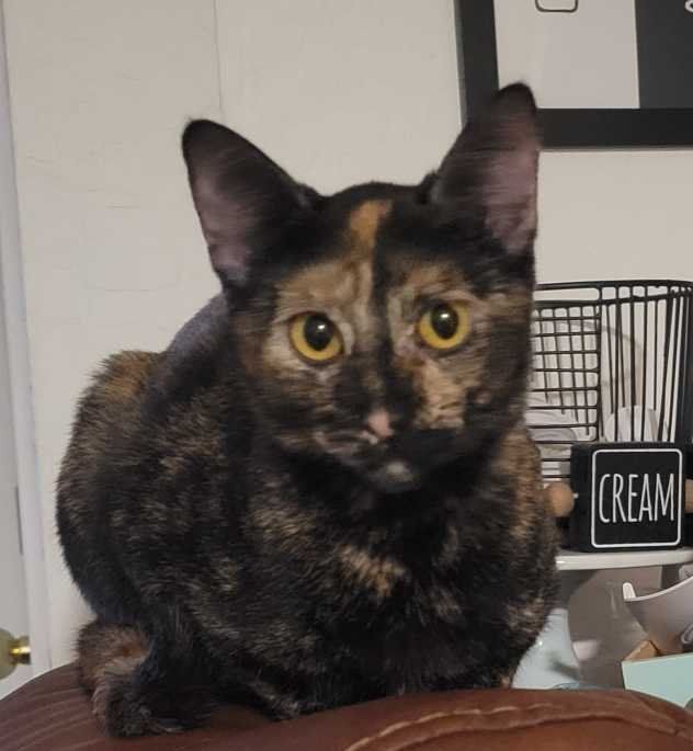 Lost Cat in Buckeye, Arizona — listing photo