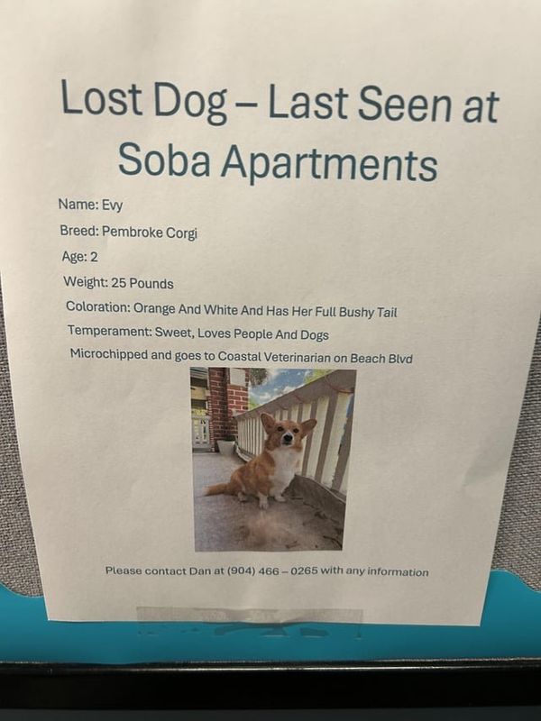 Lost Dog in Jacksonville, Florida — San Marco area please be on the lookout for this sweet corgi.